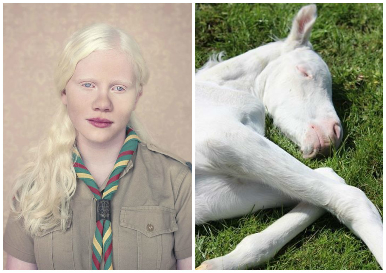 Гибель животных альбиносов в дикой природе. Доберман-пинчер альбинос. Чистокровный Доберман альбинос. Альбиносы. Альбиносы люди у животных.
